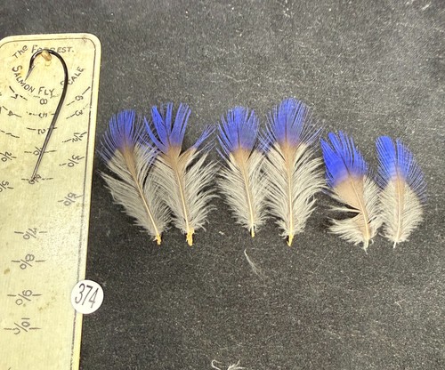 Purple kingfisher feathers - purple,
