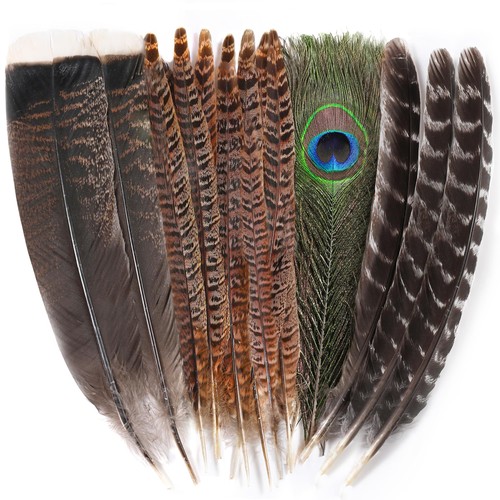 Ballinger large pheasant bird - ballinger,